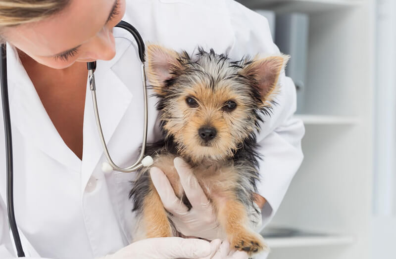 MVDr. Svobodová, Ph.D.: Onemocnění psů přenášená klíšťaty
