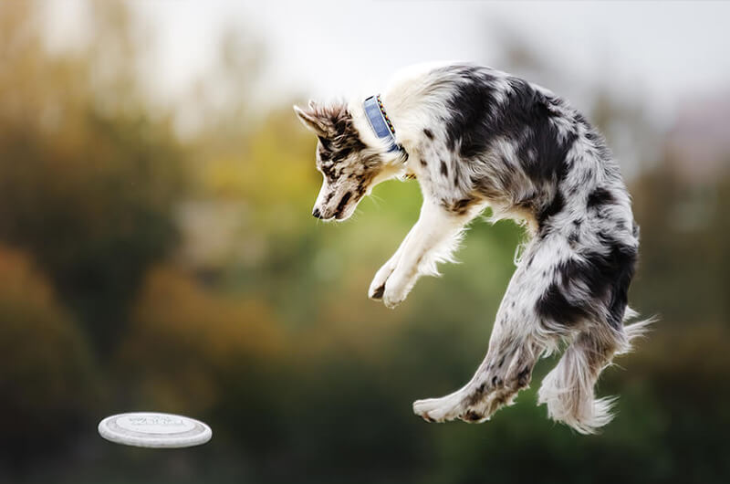 Pes, který běhá, nekouše. Objevte top sporty pro psy i jejich páníčky