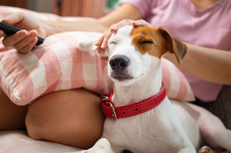 Život podle psa: Pohoda a spokojenost psího parťáka